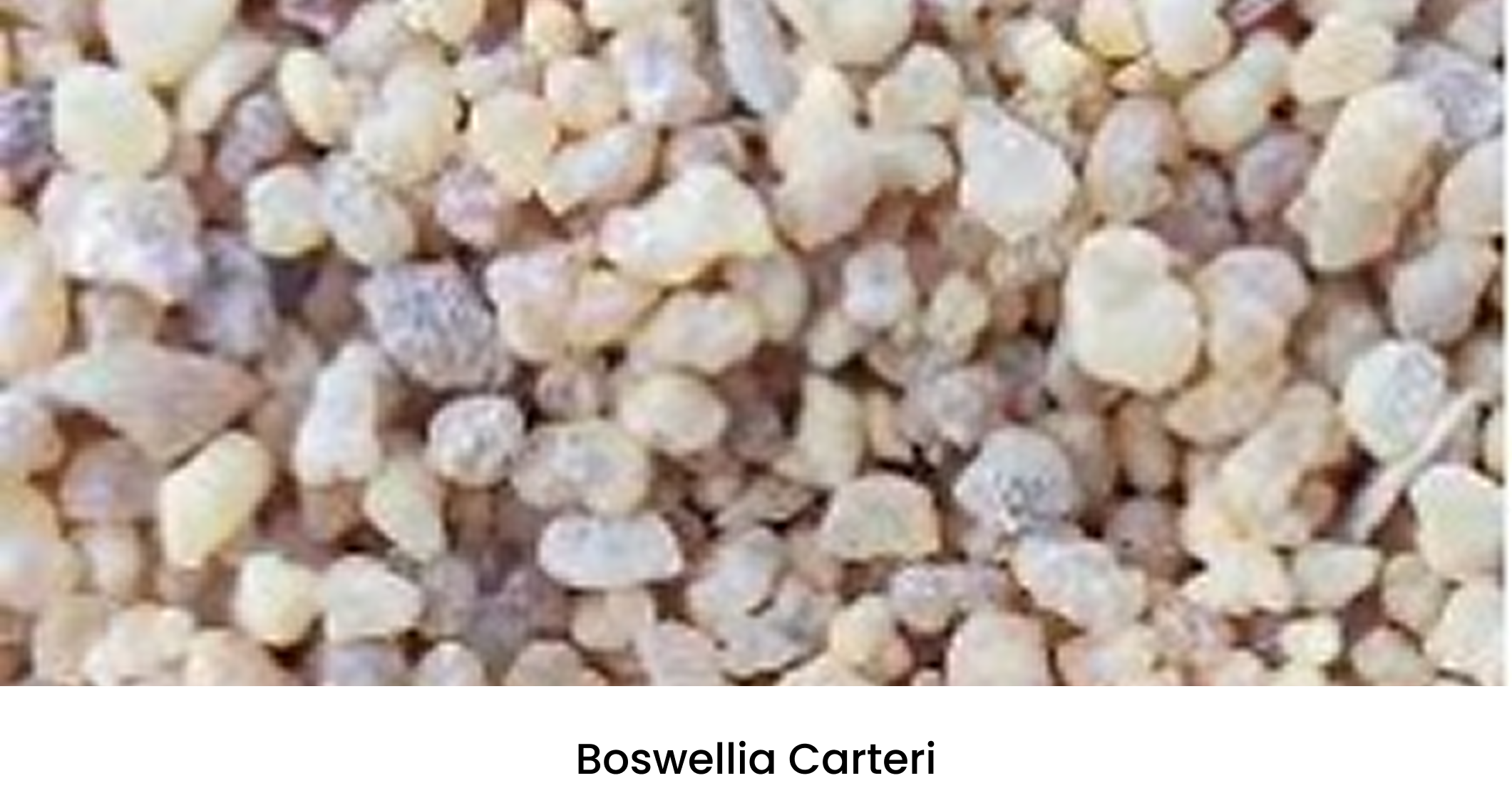 Boswellia Carteri