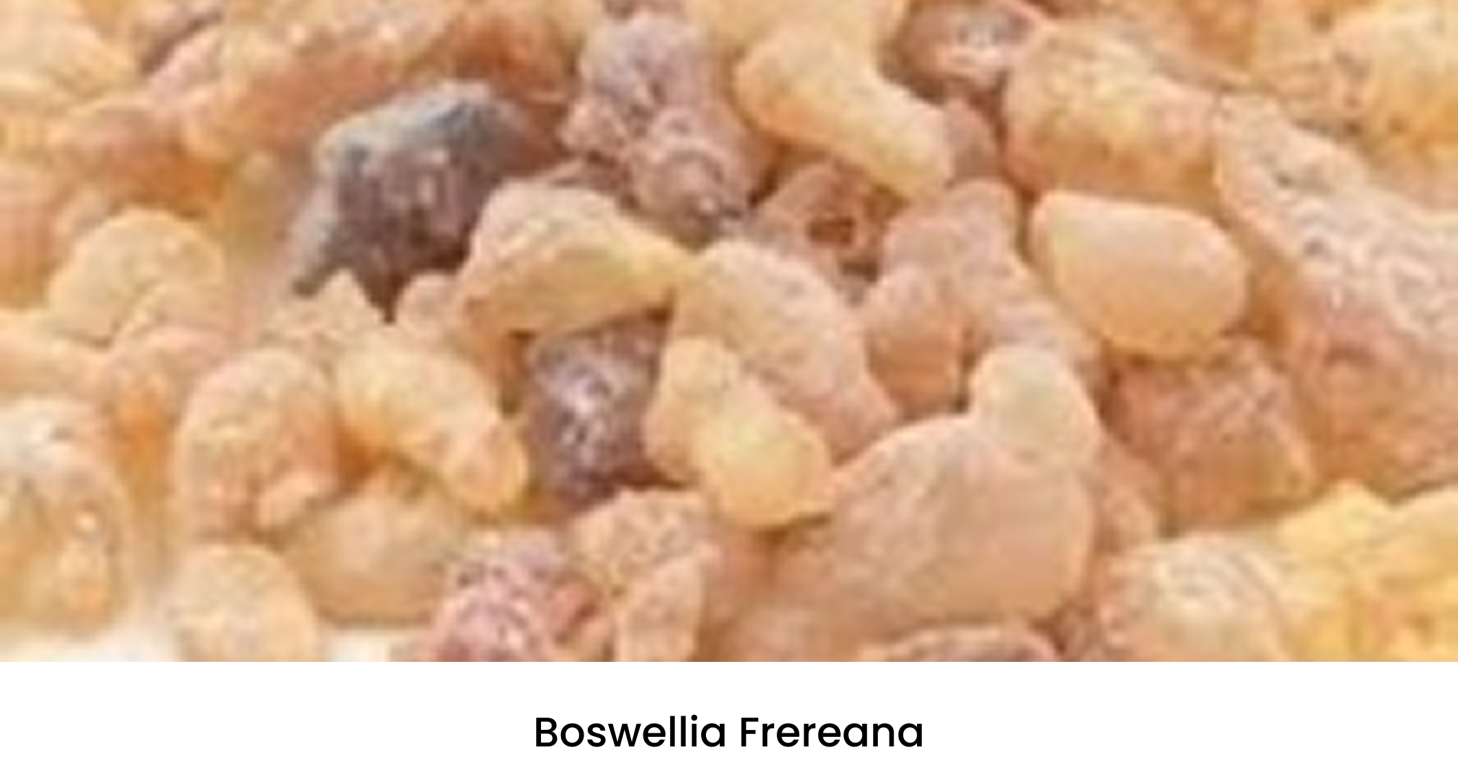 Boswellia Frereana