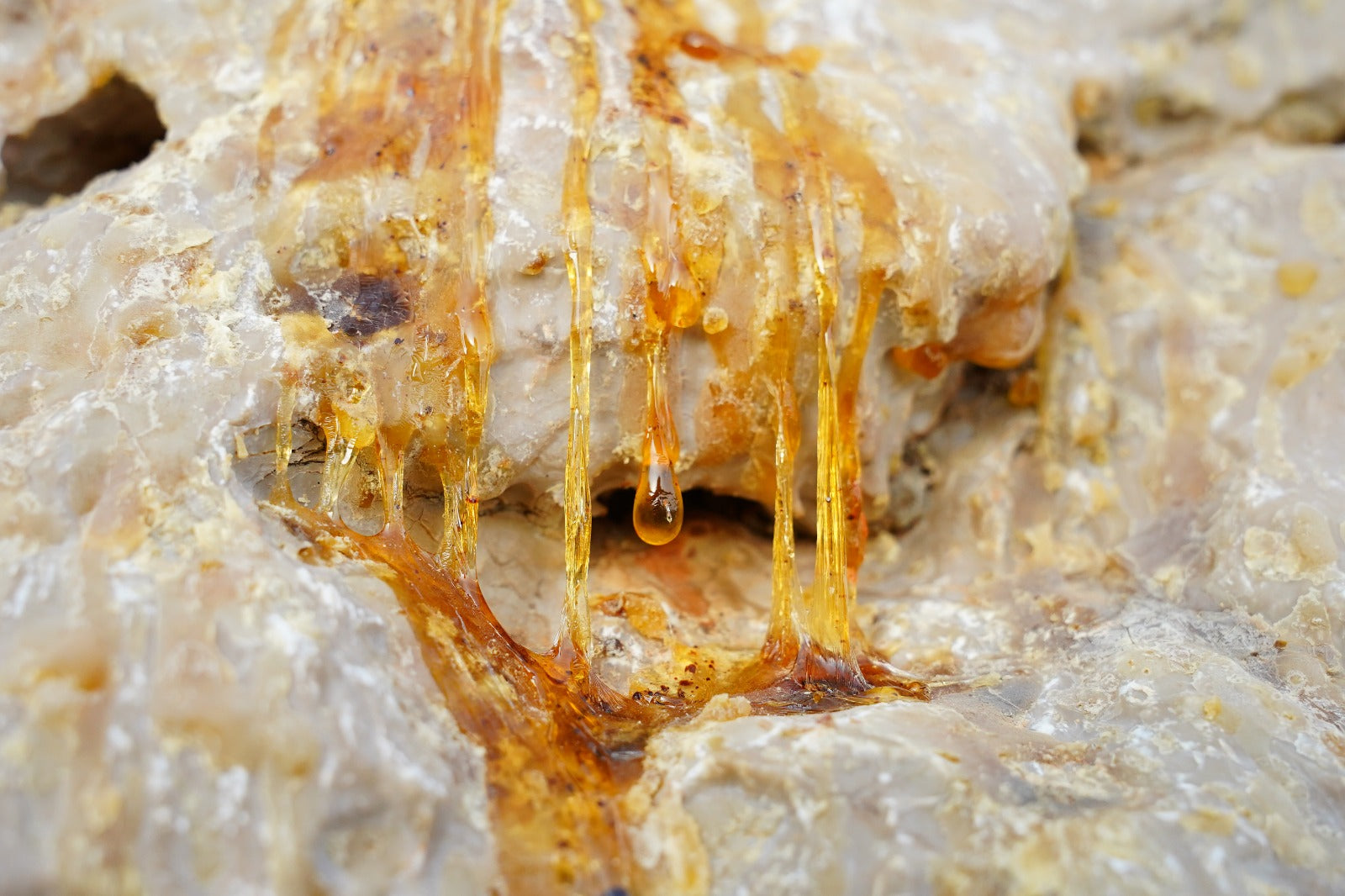 Close view of frankincense tears being sorted on a metal tray