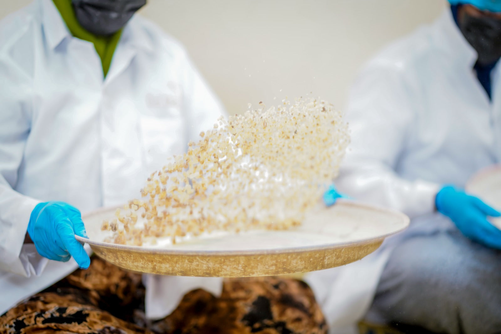 Somali women sorting frankincense resin tears by hand