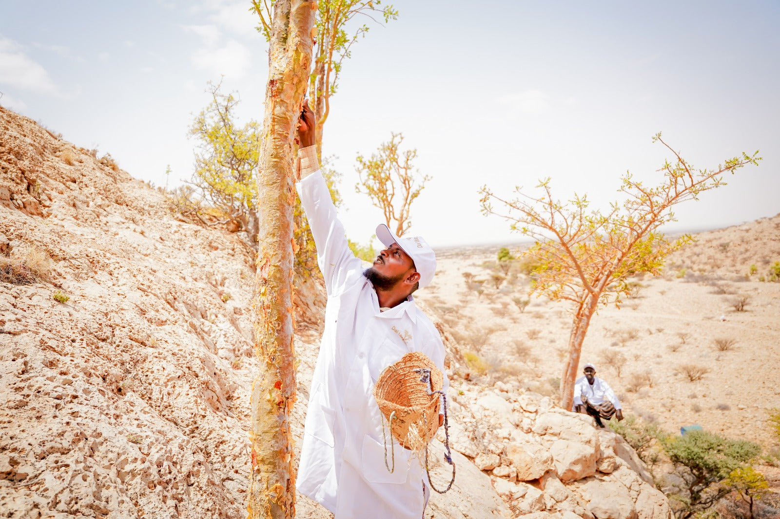 Harvester climbing a frankincense tree in the Somali highlands