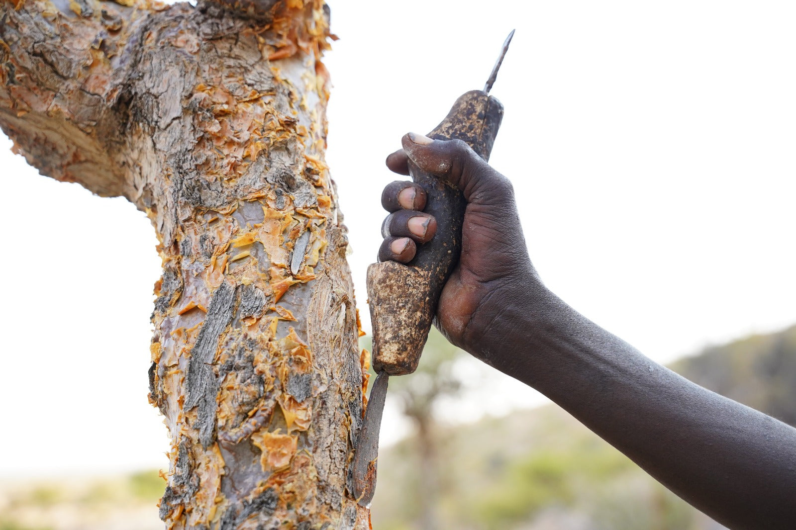 Harvester tapping a Boswellia tree and collecting resin by hand