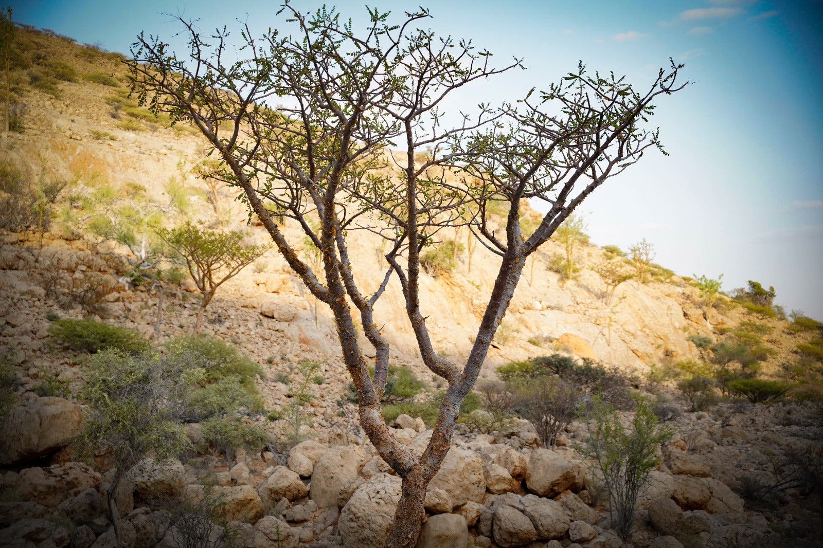 Frankincense country in Somalia