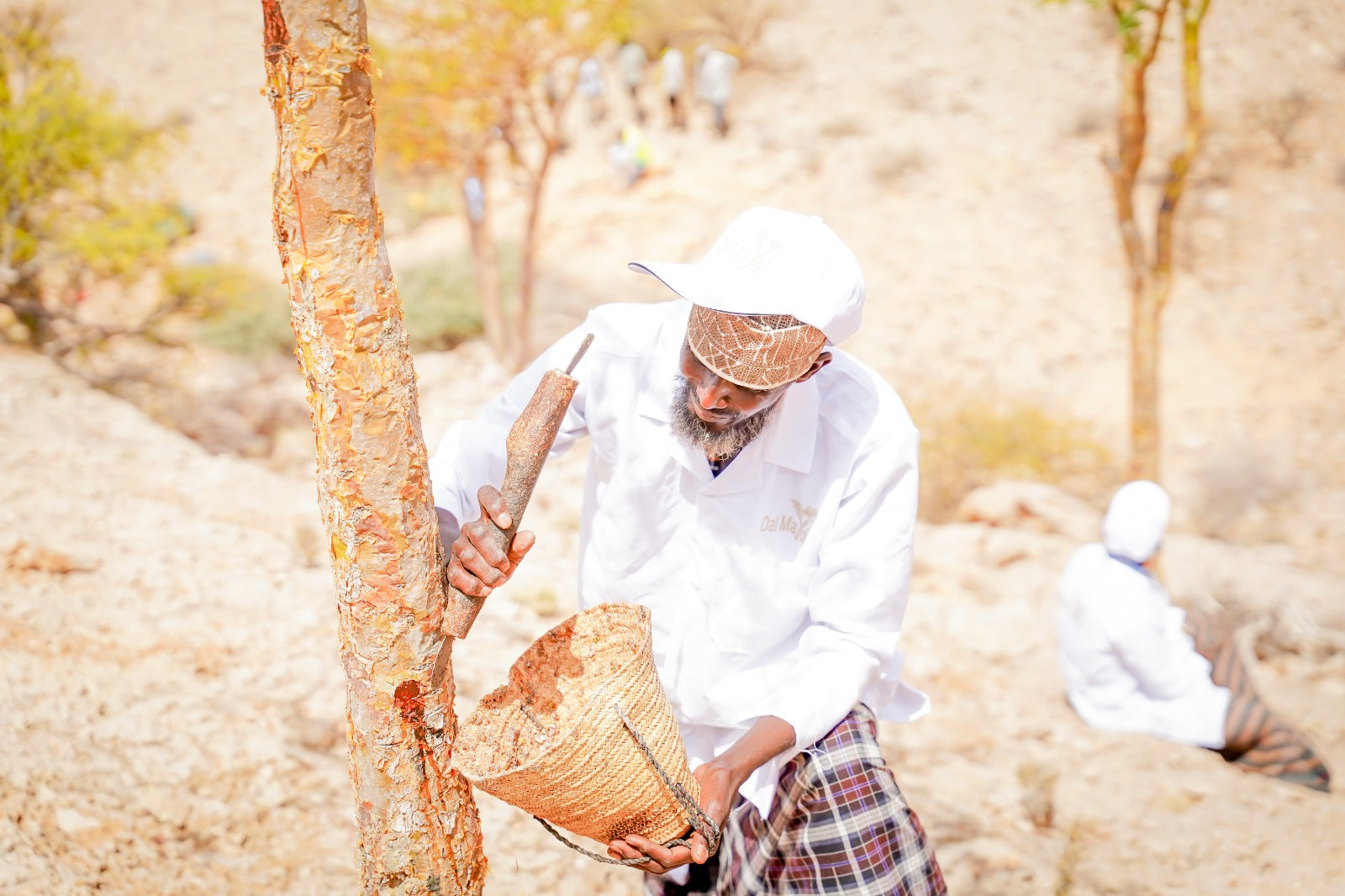 Harvester carrying a basket of frankincense resin on a rocky Somali slope