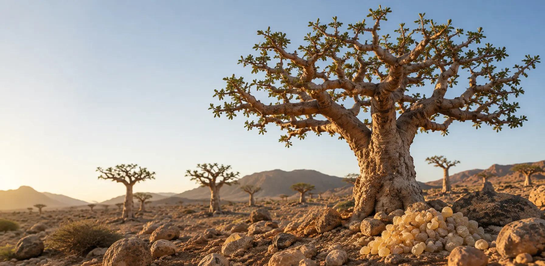 Dal Maydi gold brand mark, Somali Natural frankincense and myrrh