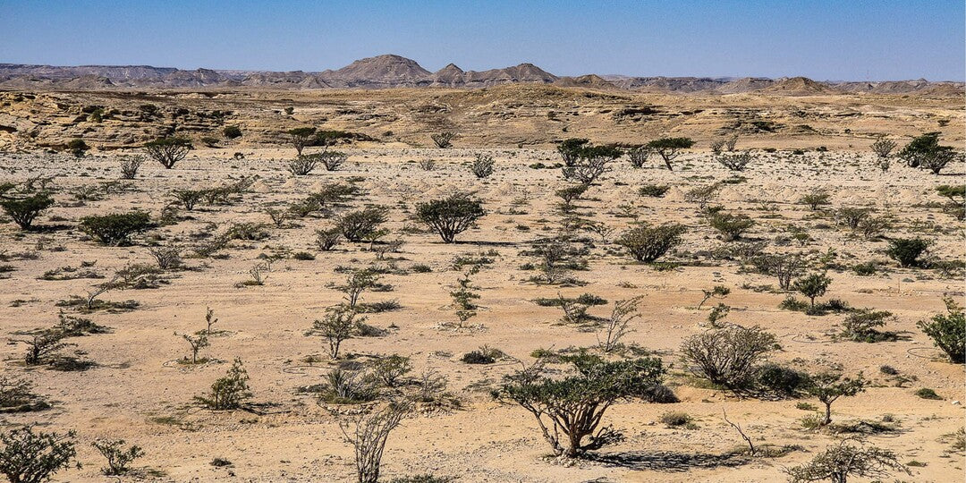 Dal Maydi gold tree brand mark